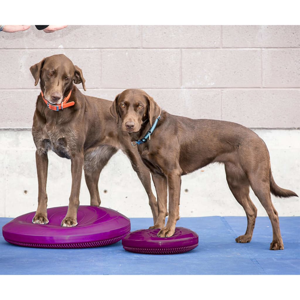 Balance Disc for Pets 56 cm Razzleberry