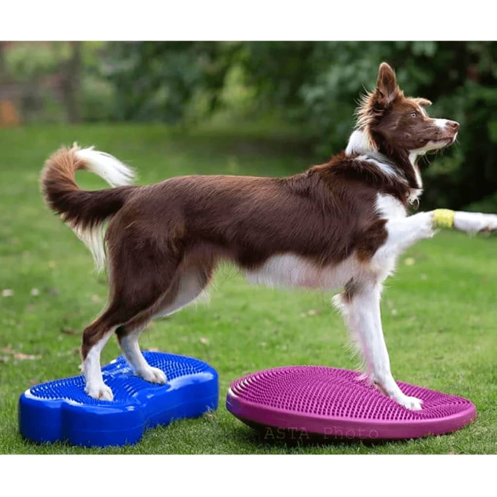 Balance Disc for Pets 56 cm Razzleberry