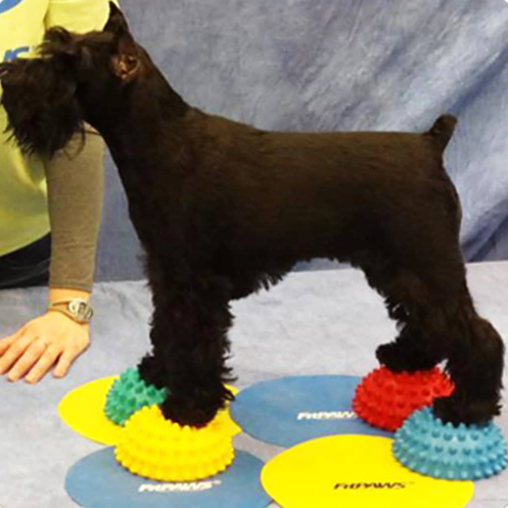 Balance Balls for Paws 4 pcs.