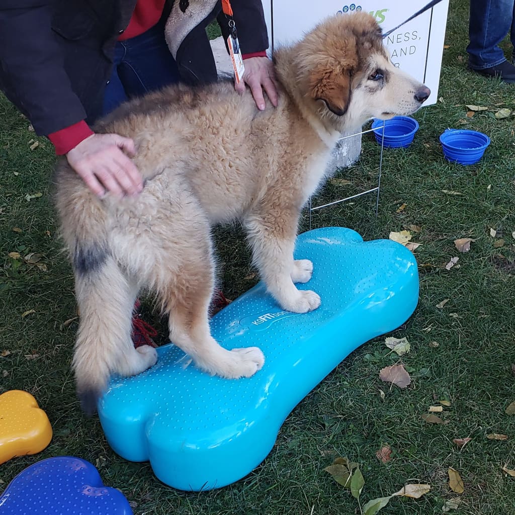 Pet Balance Trainer Giant K9FITbone PVC Aqua