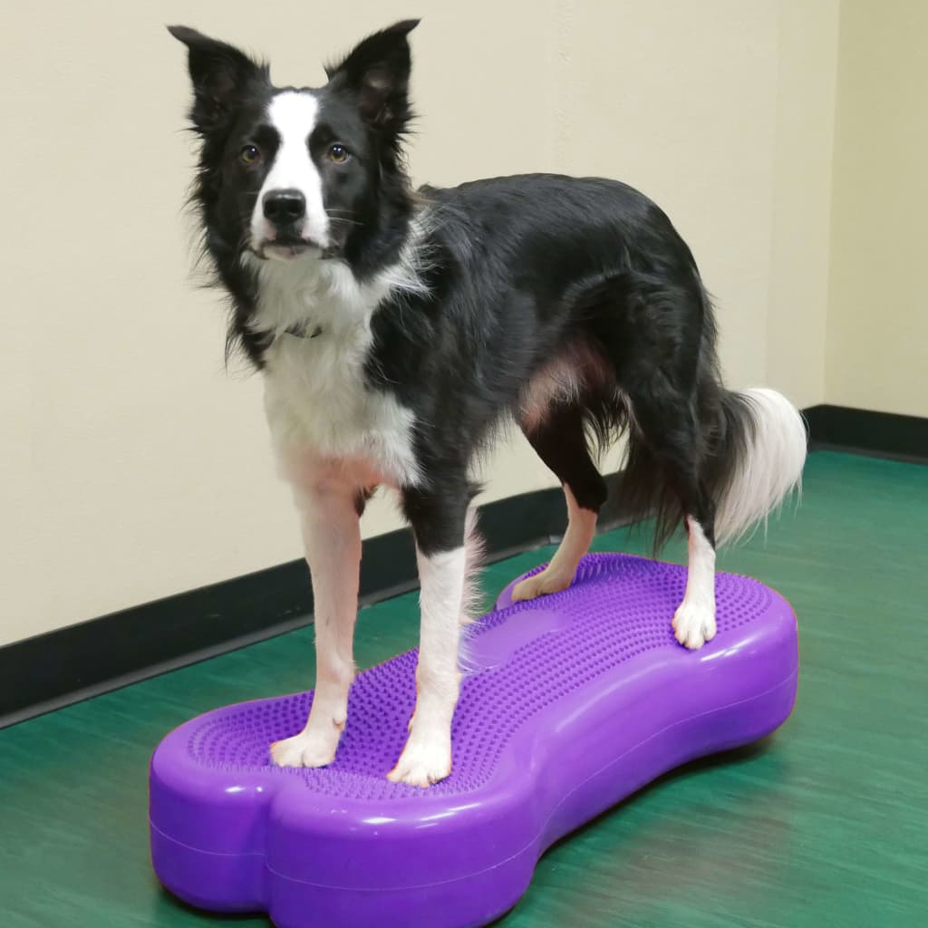 Pet Balancing Disc Giant K9FITbone PVC Purple