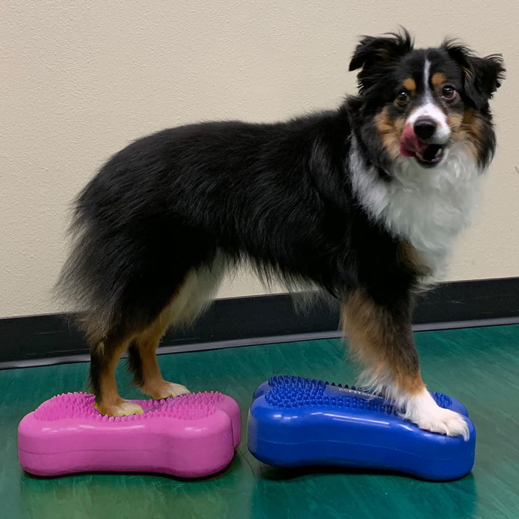 Balance Cushion for Pets Mini K9FITbone 2 pcs. 29x16.5x6 cm Blue